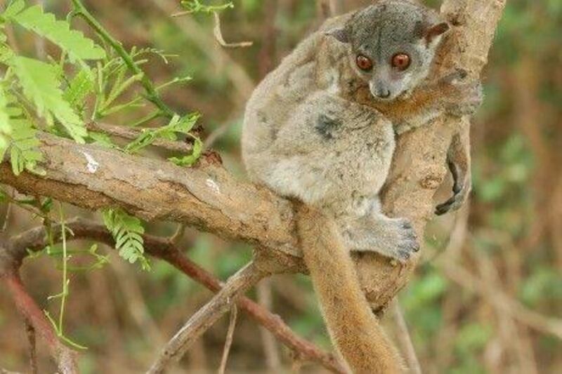The mitsinjo sportive lemur, one of two lemur species newly identified in Madagascar, is severely threatened by habitat destruction and illegal hunting.