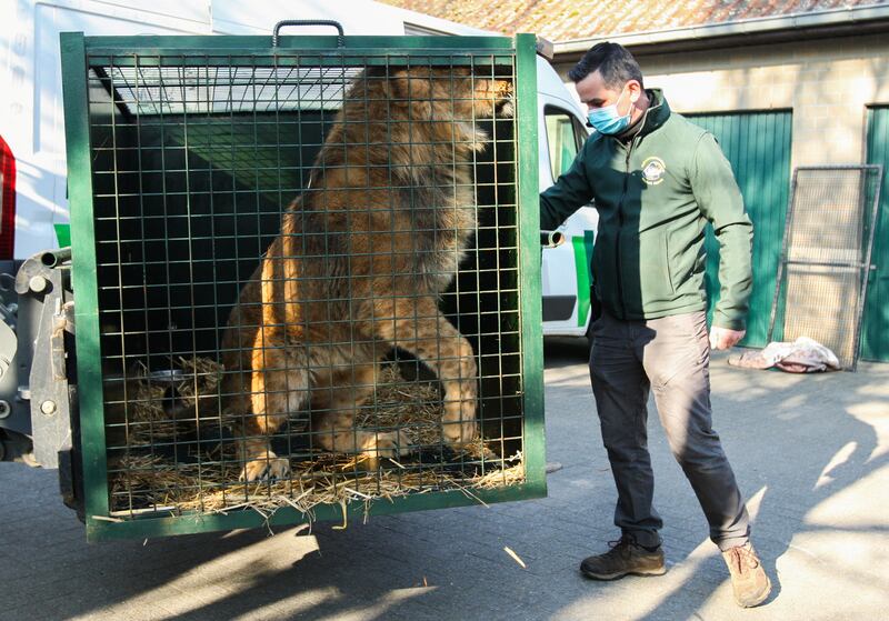 A lion at the nature centre in eastern Belgium after a group of animals was rescued from Ukraine. Reuters