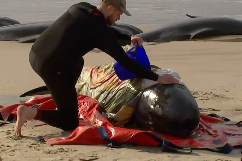 In this image made from a video, a rescuer pours water on one of stranded whales on Ocean Beach, near Strahan, Australia Wednesday, Sept.  21, 2022.  More than 200 whales have been stranded on Tasmania’s west coast, just days after 14 sperm whales were found beached on an island off the southeastern coast.  (Australian Broadcasting Corporation via AP)