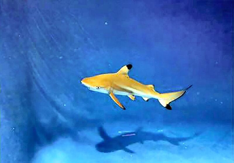 Blacktip reef shark (Carcharhinus melanopterus)
- IUCN status: Near threatened
- Populations have suffered because of fishing
- This species was spotted this year off the UAE's east coast
