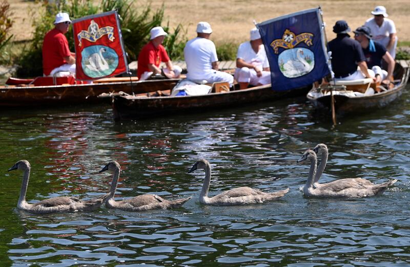 Cygnets swim past Swan Uppers during the annual census of the swan population along sections of the River Thames, Shepperton near Windsor, Britain, July 18, 2022.  REUTERS / Toby Melville