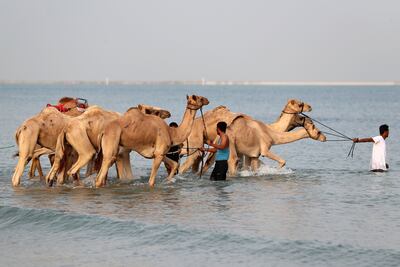 The graceful animals are described as 'quite fast' in the water. Chris Whiteoak / The National