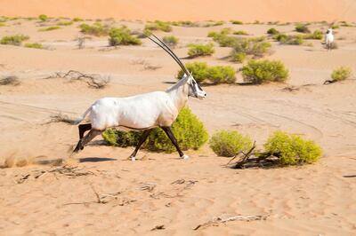 An Arabian Oryx pictured at the Qasr Al Sarab Protected Area. Couresy: Environment Agency - Abu Dhabi