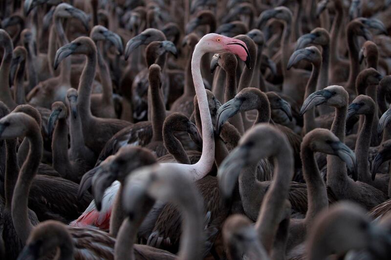 Flamingos move around a pen at Fuente de Piedra lake, 70km from Malaga,  during a tagging and control operation of flamingo chicks to monitor the evolution of the species. AFP