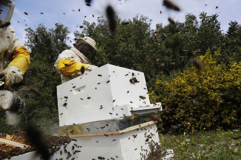 Beekeepers inspect their hives at a field in the mountains surrounding the city of Batroun, Lebanon. AFP