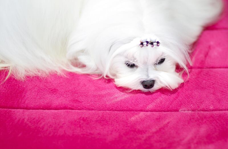 A Maltese named Stella sits on her bed before competition during the 2019 Westminster Kennel Club Dog Show in New York, New York, USA, 11 February 2019. The annual competition features hundreds of dogs from around the country. Photo: EPA