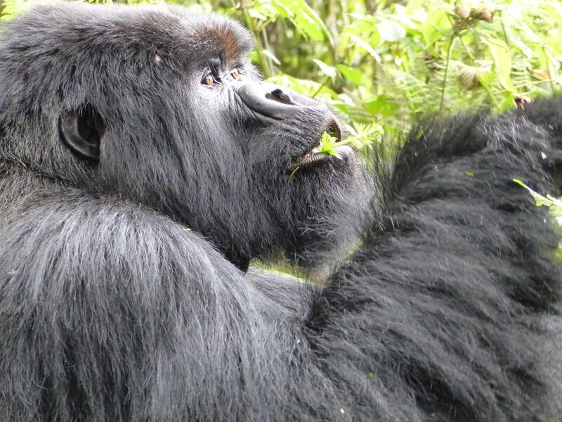 Mountain gorillas feeding. Photo by Kareen Worrell