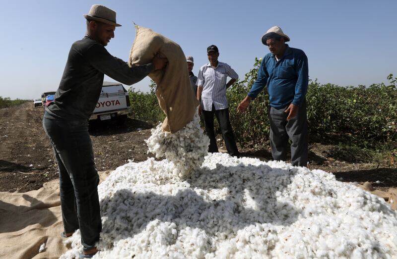 A total of 1.5 million kantar of cotton (67.5m kilograms) was collected.