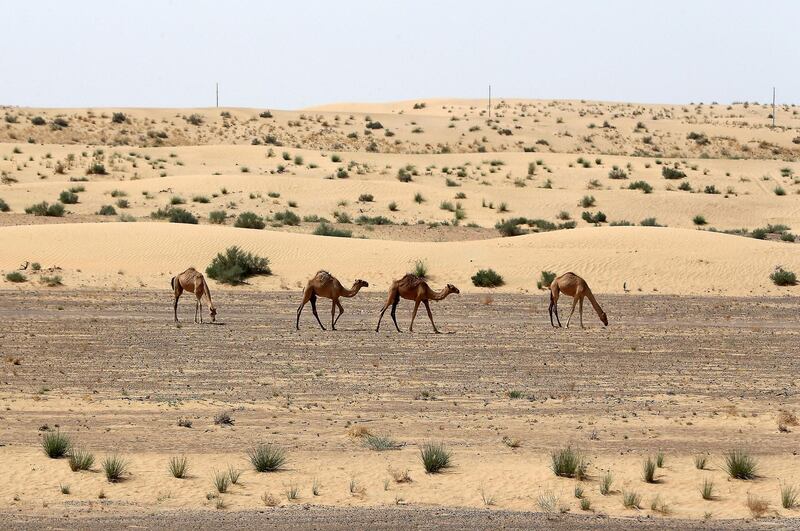 SHARJAH, UNITED ARAB EMIRATES , August 27 – 2020 :- Camels in the desert area on Khorfakkan road in Sharjah.  (Pawan Singh / The National) For Standalone/Stock/Instagram/Big Picture
