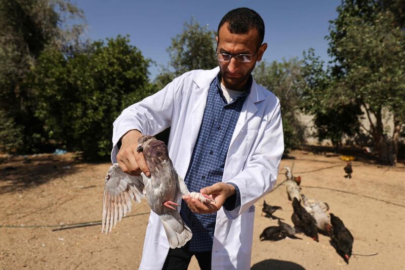 Mohamed Al Khaldi treats a pigeon with a bone fracture. AFP
