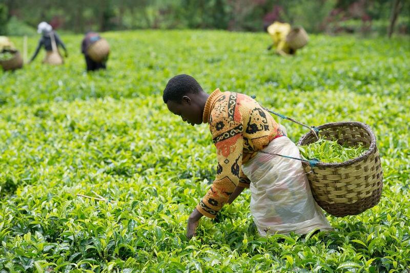 Rwanda tea yields are low by comparison with other producing countries in Asia and also in nearby African countries. Phil Moore / AFP
