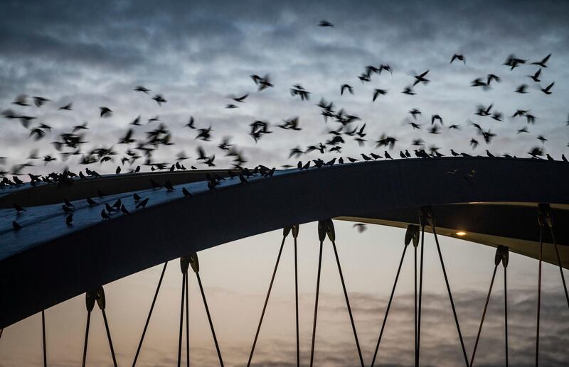 Dozens of crows land on a bridge over the river Main in Frankfurt, central Germany. AP Photo