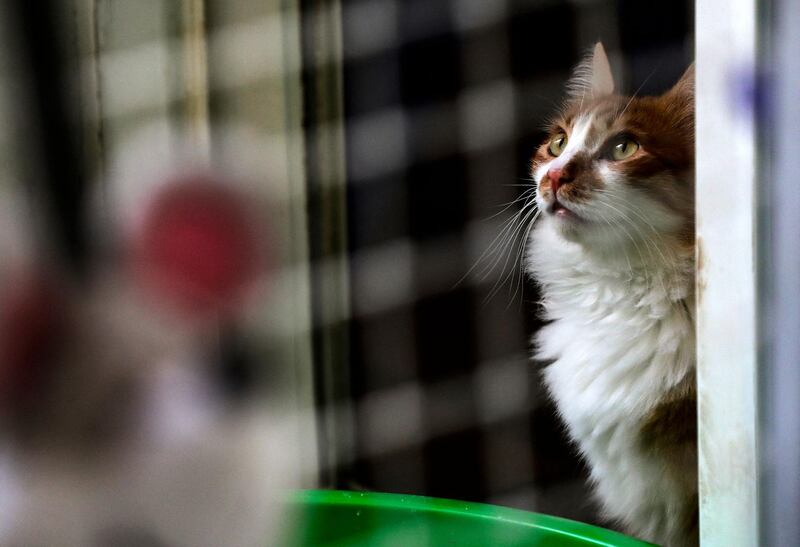 A rescued cat at Animals Lebanon, an animal protection organisation in Beirut. AFP