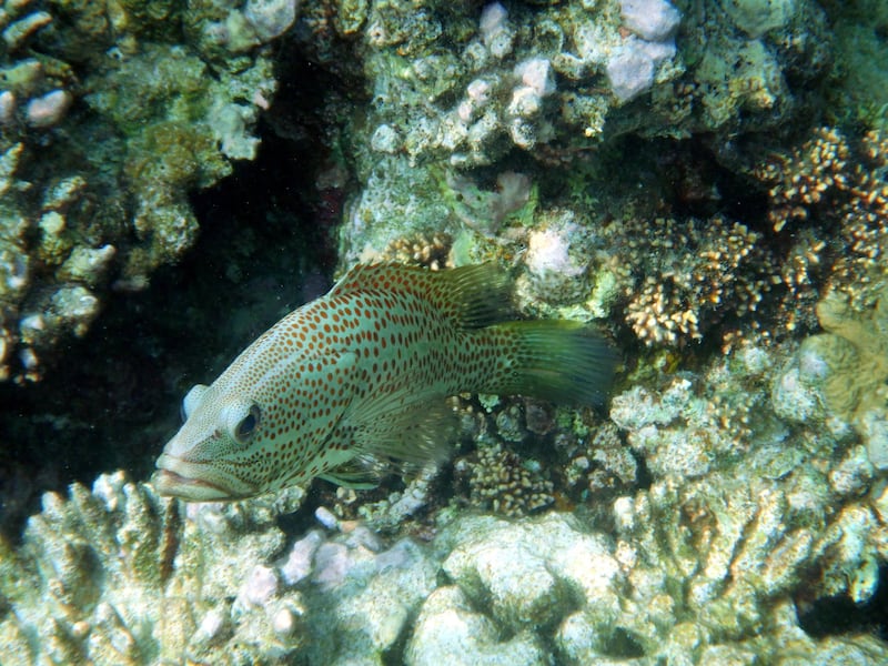 Orange-spotted Grouper (Epinephelus coioides) on the coral reef of Eriyadu Island in the North Male Atoll or Kaafu Atoll, Republic of the Maldives, Indian Ocean.