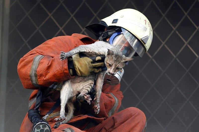 A firefighter rescues a cat from a fire at Senen market in Jakarta, Indonesia on January 19, 2017. Darren Whiteside / Reuters