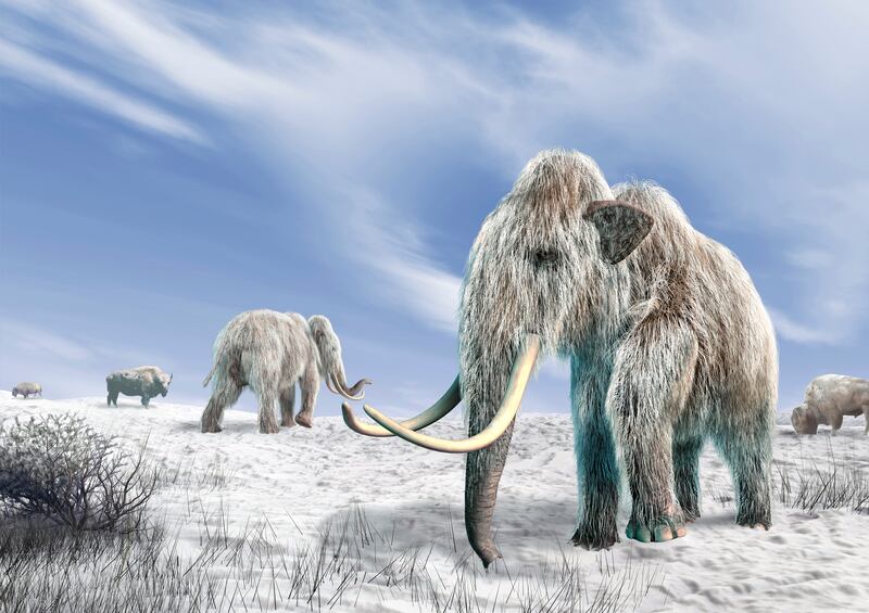 When icebergs melted, it became too wet for the mammoths to survive because their food source was wiped out. PA