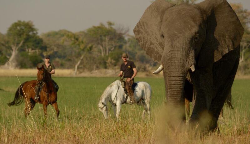 Courtesy Okavango Horse Safaris