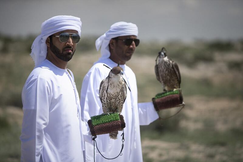 Sultan al Ameemi and Saif al Khaili, the head falconer at the office, prepare to release a saker and a peregrin falcons.