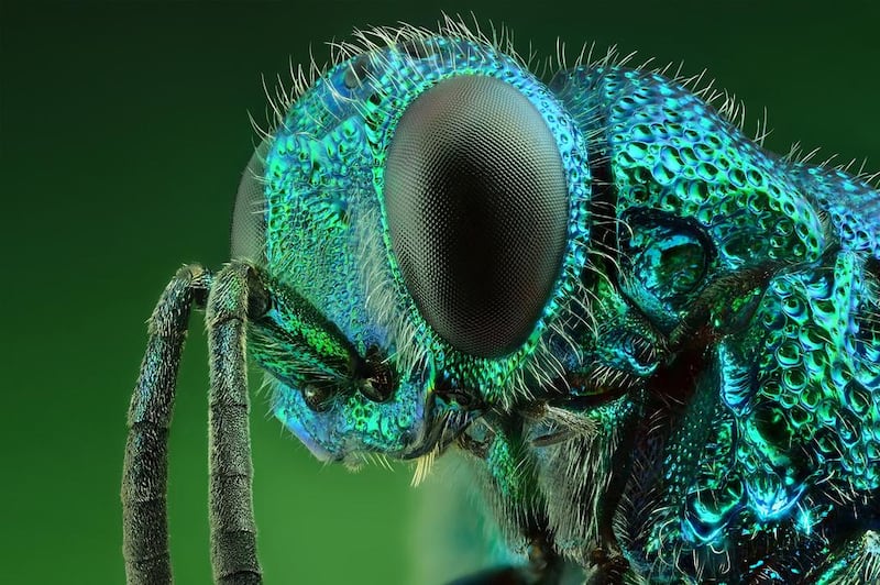 A macro shot of a cockoo wasp by Yousef Al Habshi. Photo by Yousef Al Habshi