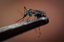 Global dengue fever cases surge, with rising numbers in Middle East