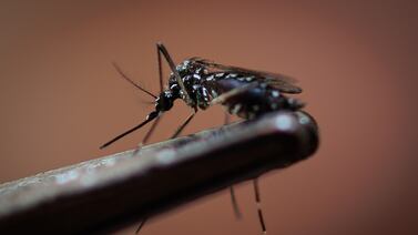 Dengue fever is a tropical, waterborne disease spread by mosquitoes. EPA