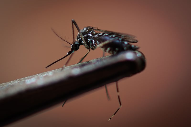 Dengue fever is a tropical, waterborne disease spread by mosquitoes. EPA