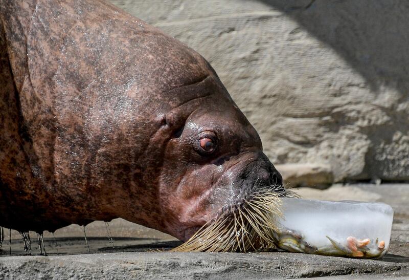 Walrus "Polossa" inspects an ice cake filled with fish at the Tierpark Hagenbeck zoo in Hamburg, northern Germany.  AFP