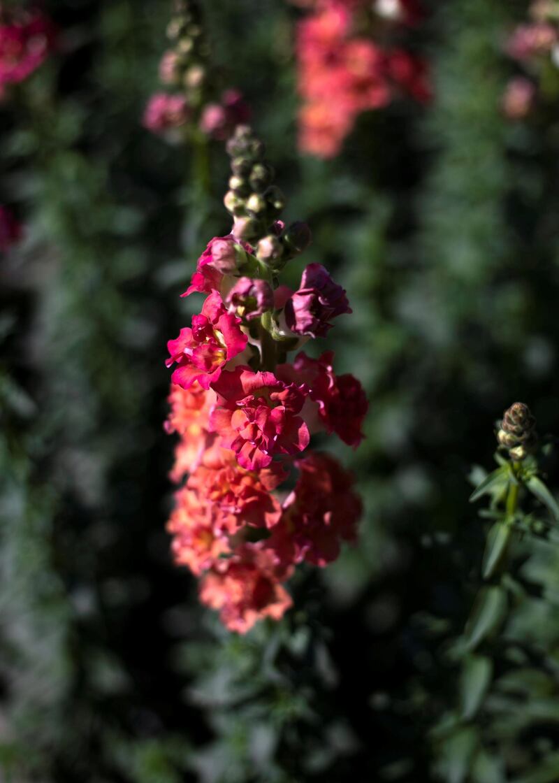 FUJAIRAH, UNITED ARAB EMIRATES.  16 FEBRUARY 2021. 
Snapdragon flowers at Mohammed Al Mazroui's UAE Flower Farm in Asimah valley.
Photo: Reem Mohammed / The National
Reporter: Alexandra Chavez