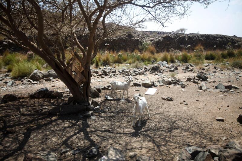 May 19, 2014, RAK, UAE: 

A Wadi in Ras Al Khaimah  risks being flattened. No official reason has been given yet but evidence of quarrying is abundant throughout this rare piece of nature in the UAE. 


Wild goats take shade under a tree.

Lee Hoagland/The National
