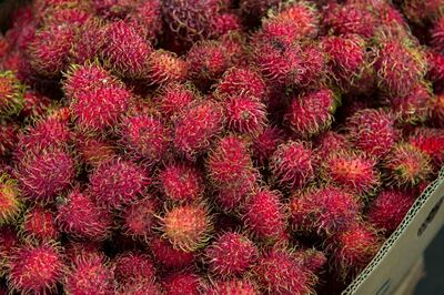 A market scene with rambutan fruits being sold on the indigenous market of Saquisili in the highlands of Ecuador near Quito. (Photo by: Avalon/Universal Images Group via Getty Images)