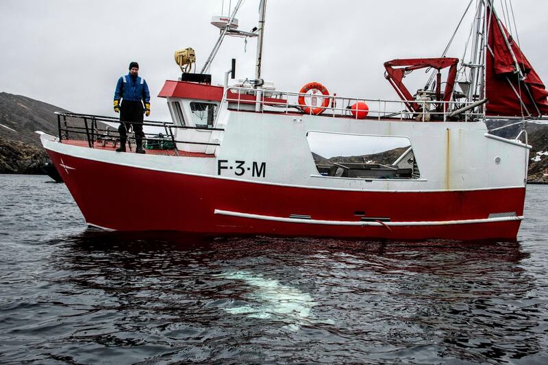 A  Norwegian fisherman observes a beluga whale swimming below his boat before they were able to removed its tight harness. The harness strap, which features a mount for an action camera, says 'Equipment St. Petersburg', has prompted speculation that the animal may have escaped from a Russian military facility. AP