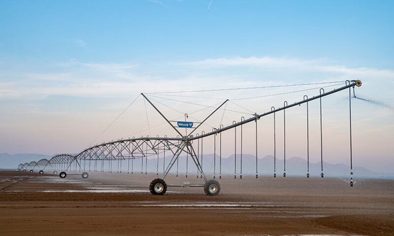 An image of the Mleiha wheat farm only six weeks ago ...