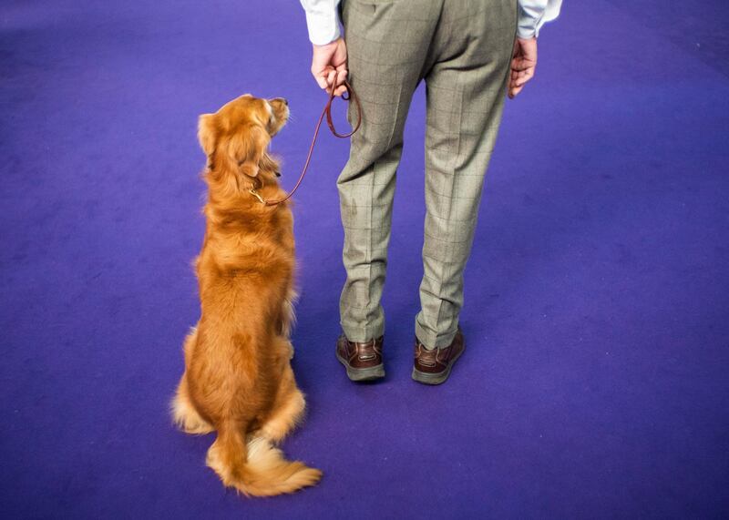 Man's best friend: A dog is walked by his handler to its performance on February 9, 2020. Reuters