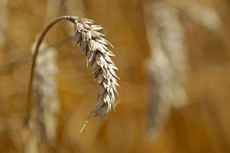Wheat futures for March delivery gained 0.2 per cent on the Chicago Board of Trade. Stephane Mahe / Reuters