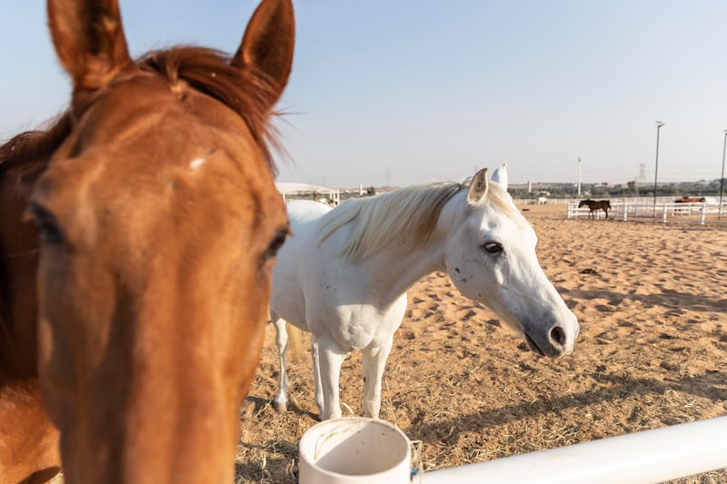 Horses at Malath live outside and are only brought inside once the temperature rises.