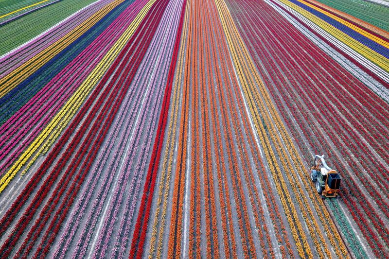 A drone photo shows a tractor harvesting blooming tulips on a field in Grevenbroich, Germany.  EPA