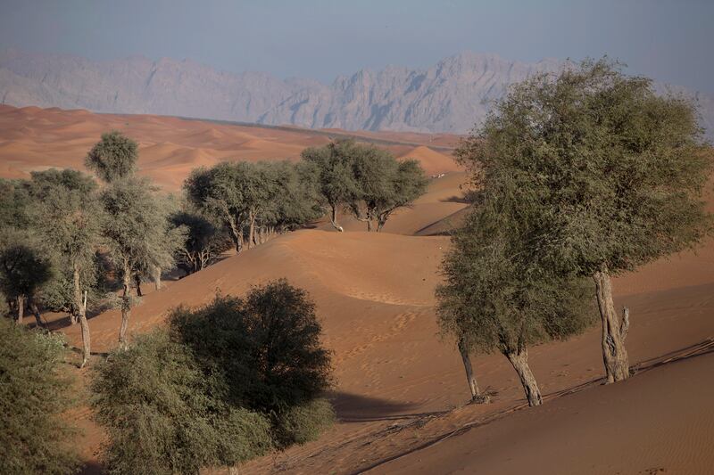 AL HAYER, UNITED ARAB EMIRATES, Dec. 28, 2014:  
Backed by the Hajar Mountains,  Al Hayer forest, or Wadi Ma'ad as the locals call the place, where small animal farms amidst the ghaf tree shading, sits surrounded by the yellow-sand desert dunes near the easter town Al Hayer, near the UAE-Oman border. (Silvia Razgova / The National)  /  Usage:  undated  /  Section: AL   /  Reporter:  standalone *** Local Caption ***  SR-141228-jalhayerforest09.jpg