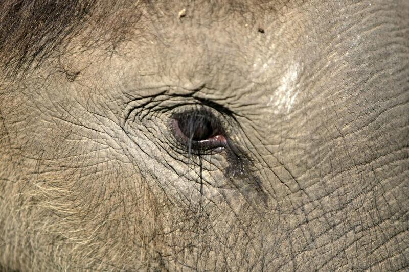 The watery eye of an elephant at the centre. (Hotli Simanjuntak / EPA / March 7, 2014)