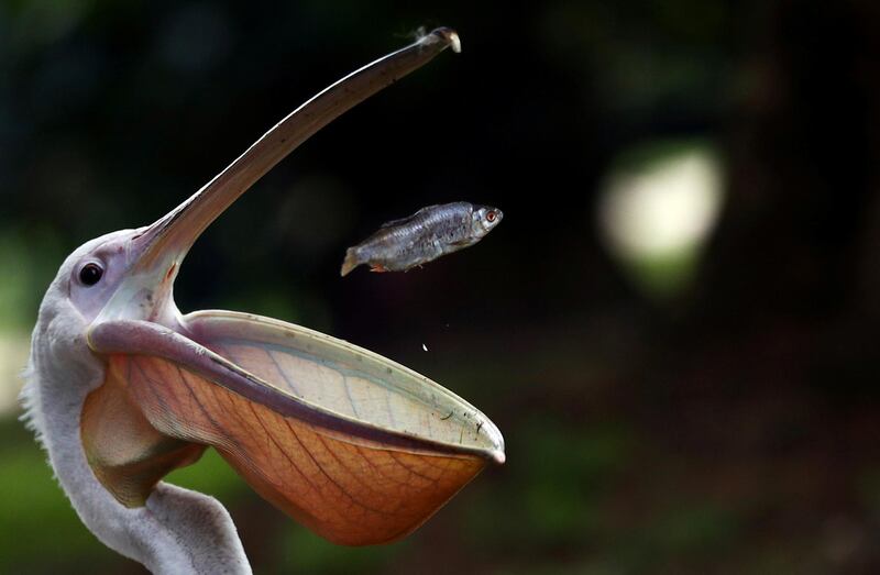 A pelican catches a fish during feeding time in St. James's Park in London, Britain.  Reuters