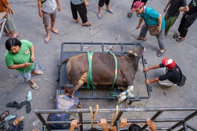A cow being prepared for ritual sacrifice during Eid Al Adha in Bali, Indonesia, on Thursday. EPA