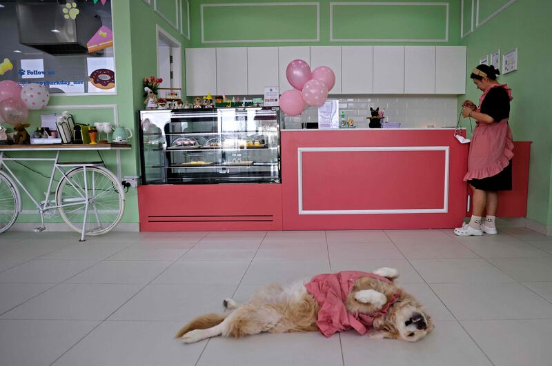 Hyunsuk Ku, 38, the South Korean owner of Happy Bark Day, prepares to serve one of her customers. AFP