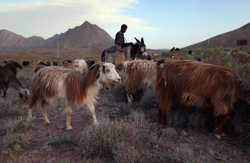 A shepherd herds goats at sunset near the village of Nasrabad.