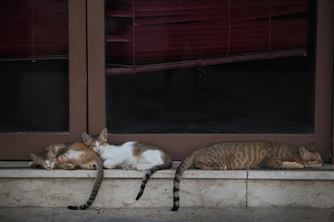 Stray cats in the Al Ittihad neighbourhood of Abu Dhabi. Amy Leang / The National