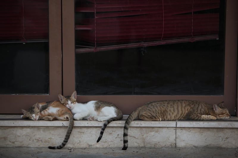 United Arab Emirates - Abu Dhabi - July 1, 2010.

HOUSE & HOME: Stray cats lounge in the door step of a business in the Al Ittihad neighborhood of Abu Dhabi on Thursday, July 1, 2010. Amy Leang/The National