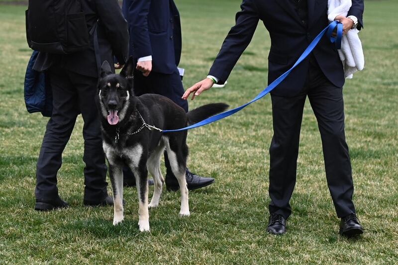 U.S. President Joe Biden's dog Major is seen on the South Lawn of the White House in Washington, D.C., U.S., March 31, 2021. Mandel Ngan/Pool via REUTERS