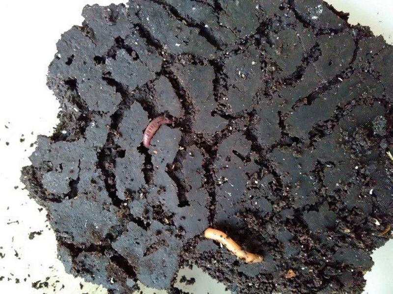 The worms can feast on leftovers, coffee grounds, worn-out cotton socks and waste paper.