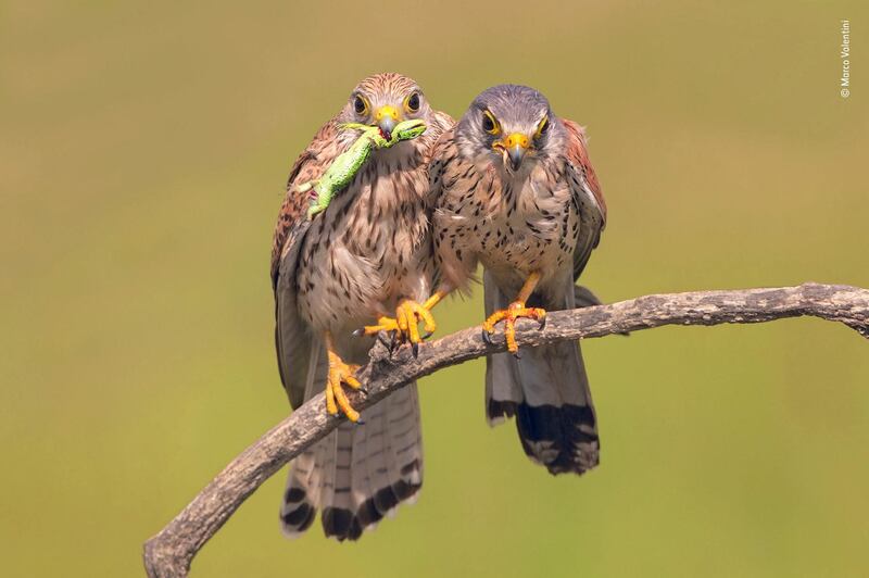 A suitable gift by Marco Valentini, Italy. Valentini was in Hortobagyi National Park, Hungary when he spotted these kestrels displaying typical courtship behaviour. Here the female has just recovered an offering of a young green lizard from her suitor and in this touching moment she tenderly took hold of his claw. Marco Valentini / Wildlife Photographer of the Year
