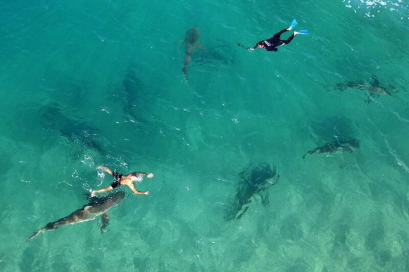 As with many sharks, sandbar sharks undergo seasonal migrations. AFP