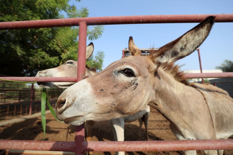 A donkey at RAK Natures Treasures' petting zoo 