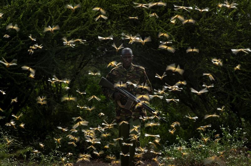 Ranger Gabriel Lesoipa is surrounded by desert locusts as he and a ground team relay the coordinates of the swarm to a plane spraying pesticides, in Nasuulu Conservancy, northern Kenya. AP Photo